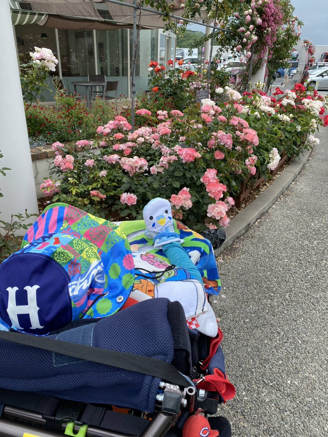 バラ見学
